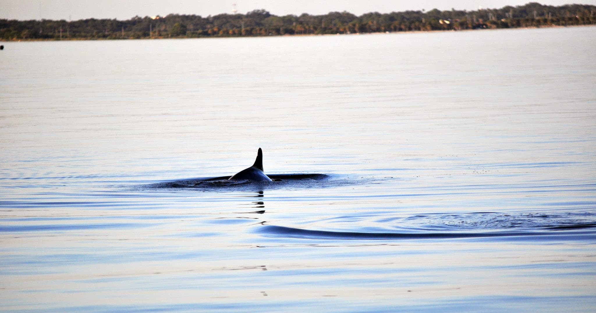 Whale surfacing in calm coastal waters, wildlife sighting at sea