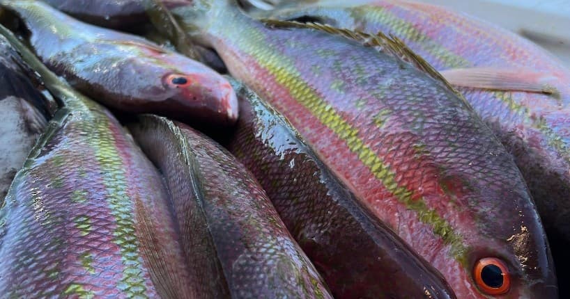 Joyuda Inshore Fishing: Tarpon, Snook & Mackerel Charters from Cabo Rojo