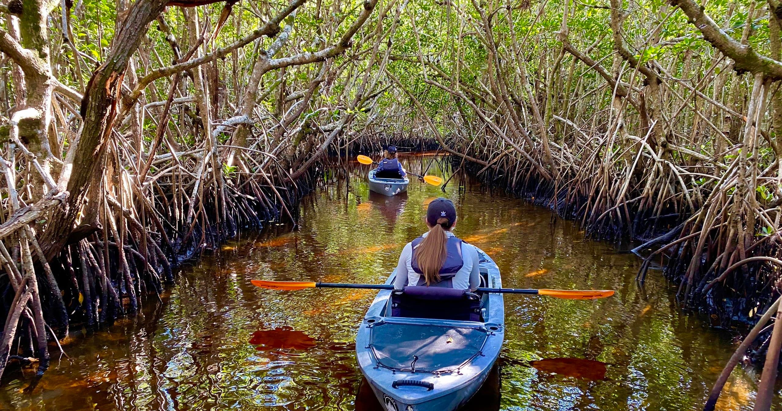 Paddling Through Paradise: Manatees and Mangrove Tunnels in Naples, Florida