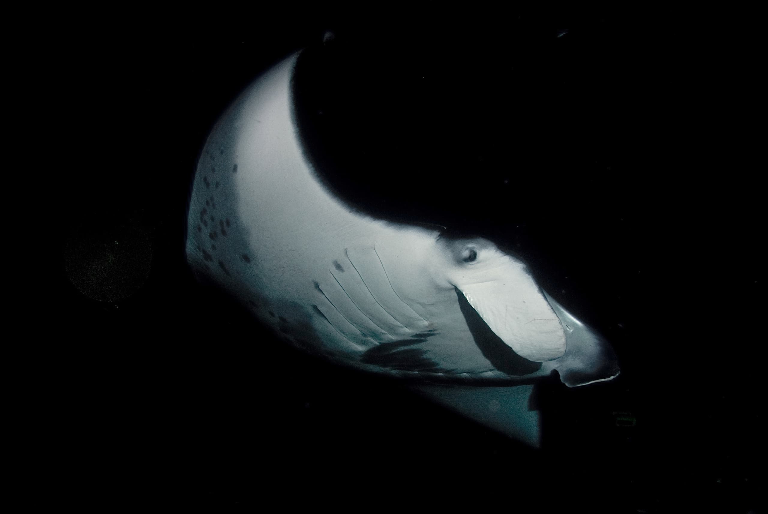 Sunset Cruise & Dusk Manta Encounter with Hawaiʻi Island Private Charters