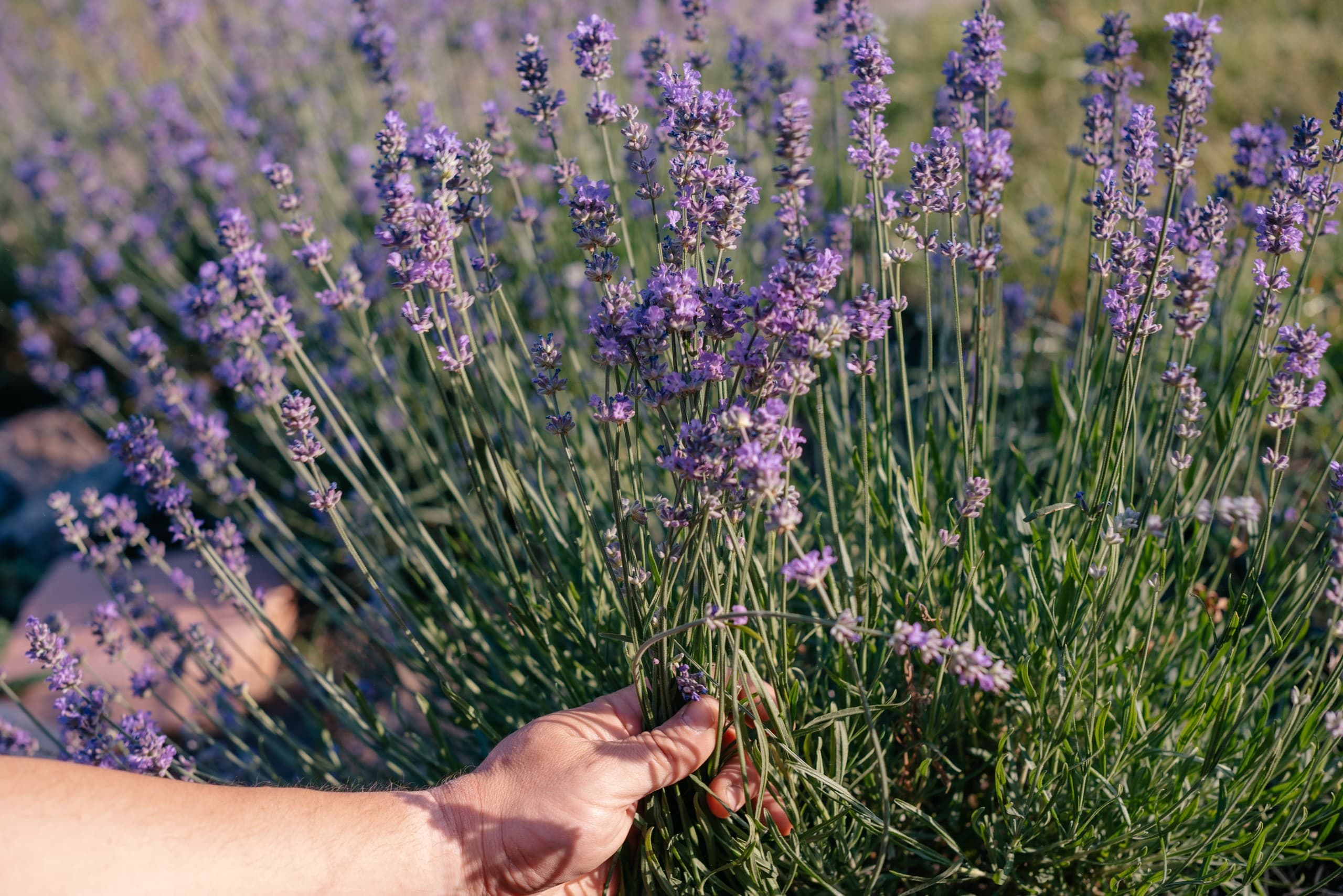 Herbalist's Botanical Workshops: Aromatic Crafts & Distillation in Larnaca