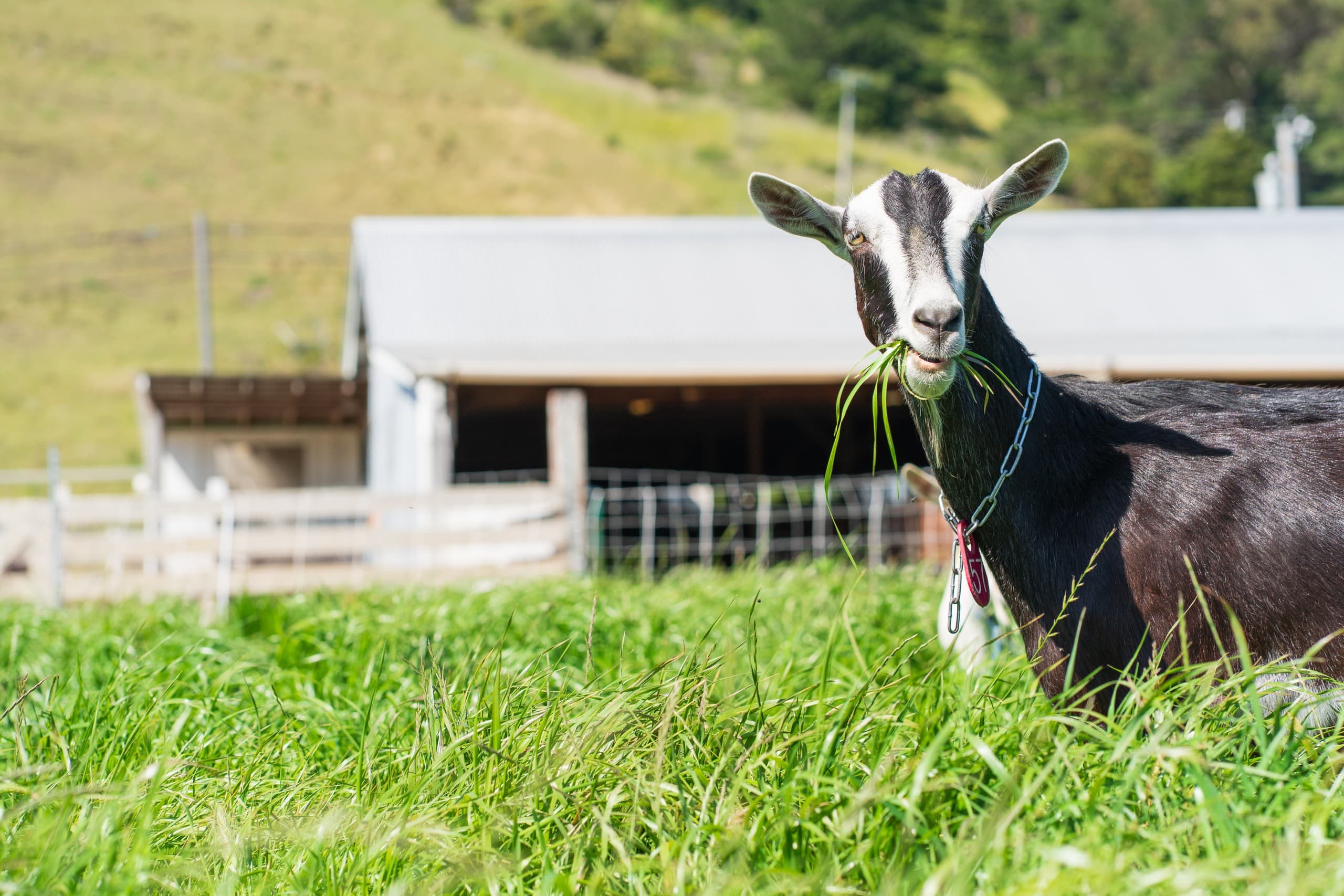 Farm Family Fun: One-Hour Goat Visit for Kids in Pescadero photo 1