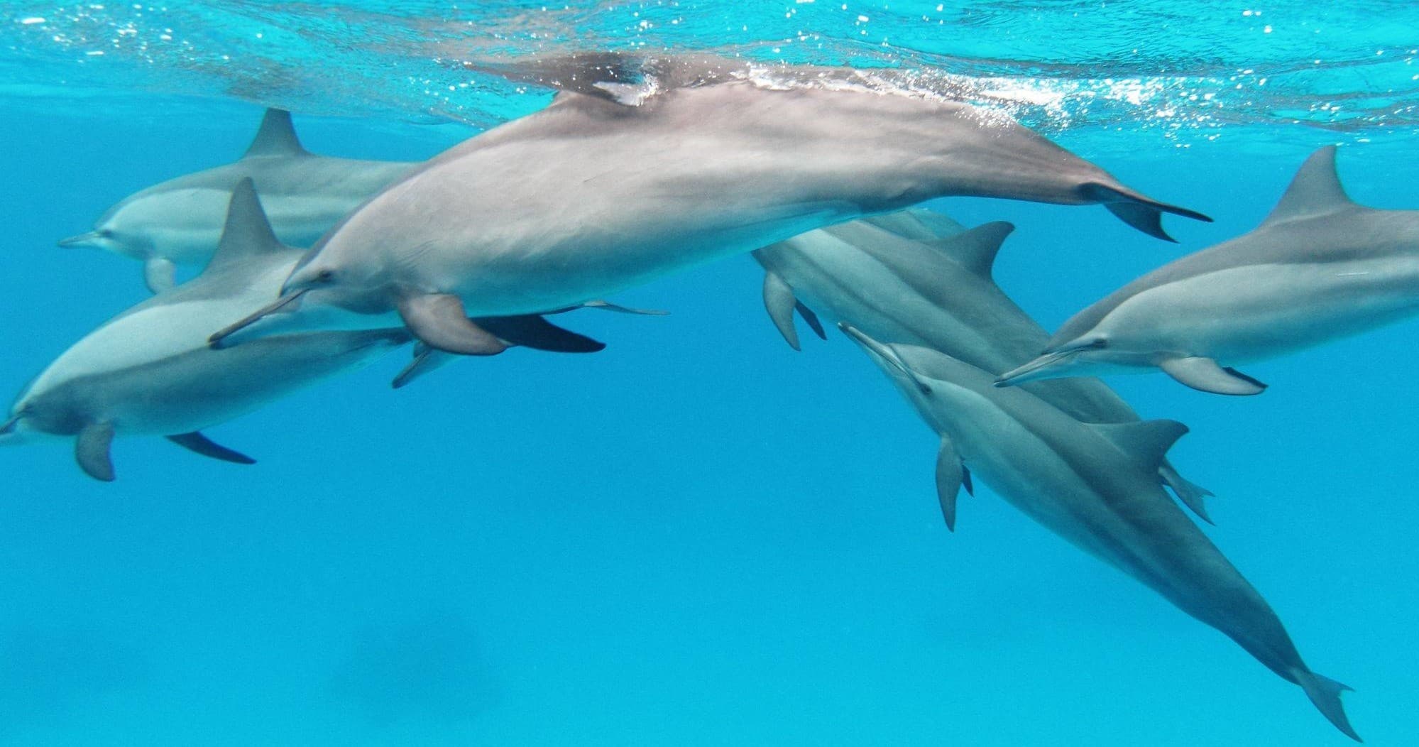 Pod of dolphins swimming near surface in clear tropical water