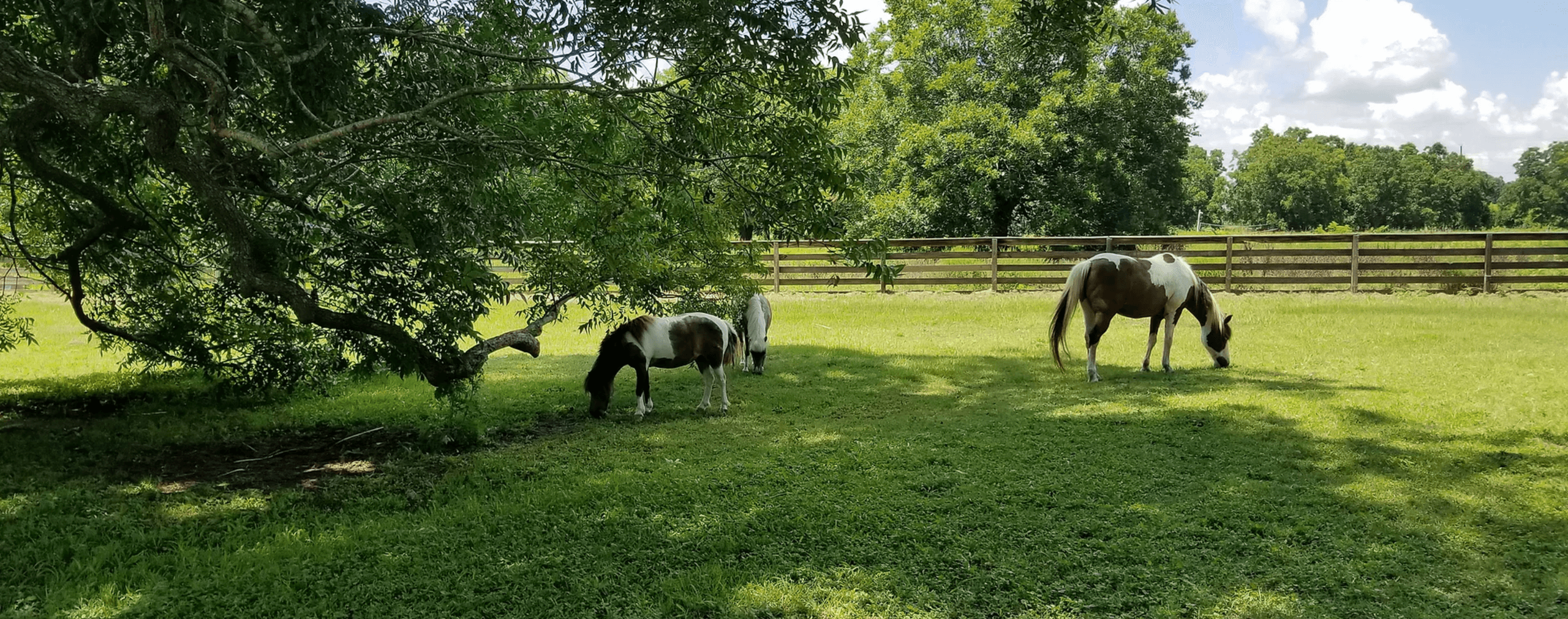 Goats grazing across shaded pasture on a sunny Texas farm