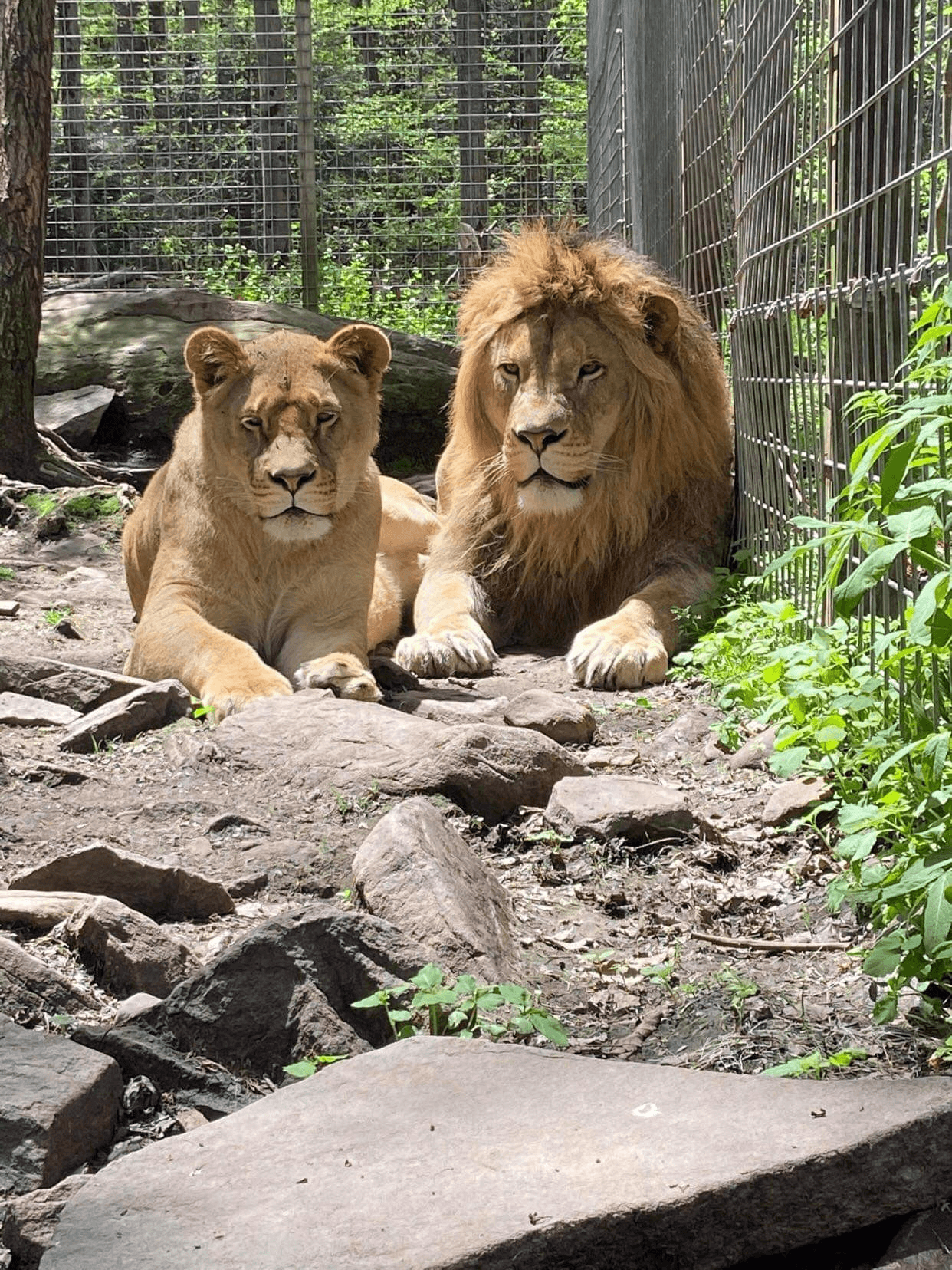 Wildlife & Nature at Claws 'N' Paws Zoo in the Woods