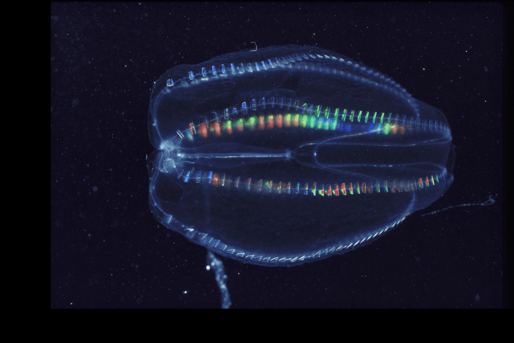 Bioluminescent Kayaking with Epic Paddle Adventures in Titusville