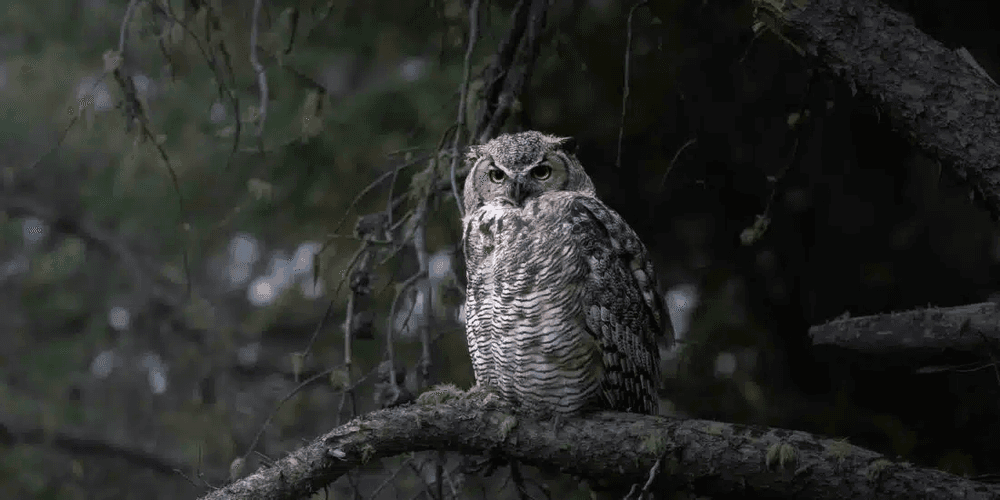 Winter Wildlife Photography Tour in Yellowstone National Park