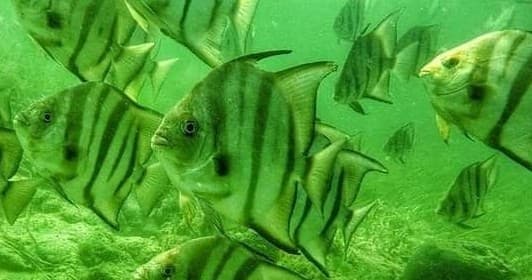 Reef Snorkel Tour with Mellow Mangrove Charters in Homosassa
