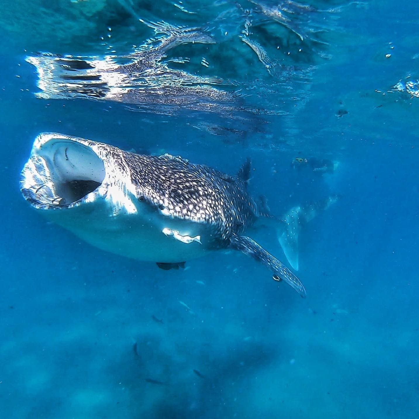 Snorkeling with Whale Sharks in La Paz: Swim with the Ocean’s Gentle Giants