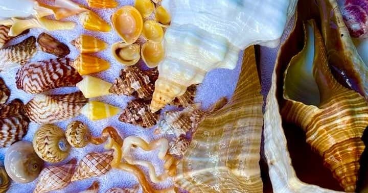 Water Activities & Shell Camp Florida: Island Hopping Adventure