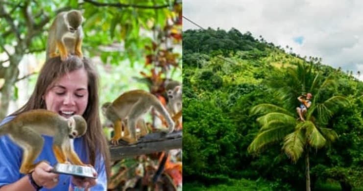 Zip Line Adventures & Monkeyland with BestDRExcursions