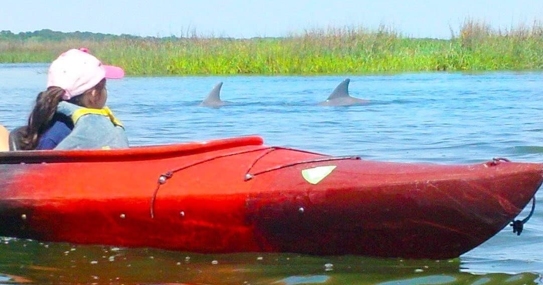 Discover the Kayaking Dolphin Nature Tour on Hilton Head Island: Paddle Among Bottlenose Dolphins and Wild Local Wildlife