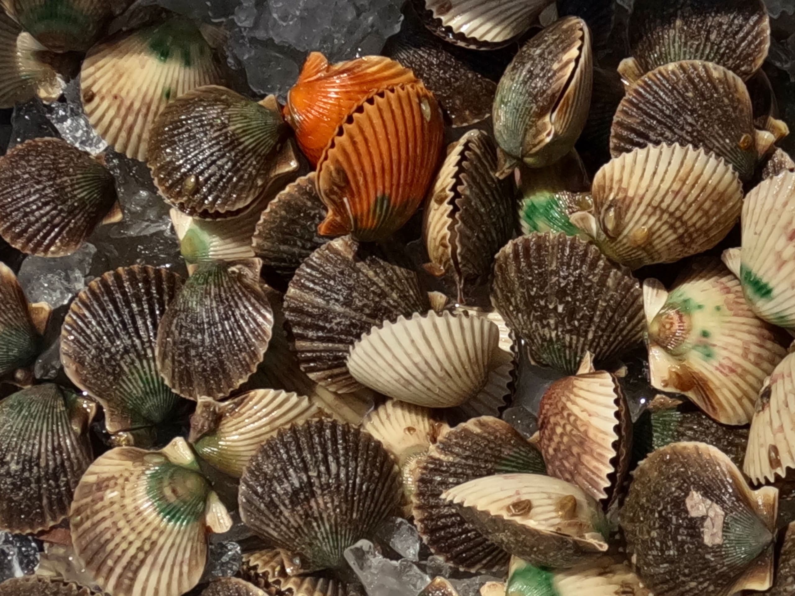 Scallop Tour Adventure in Crystal River, Florida