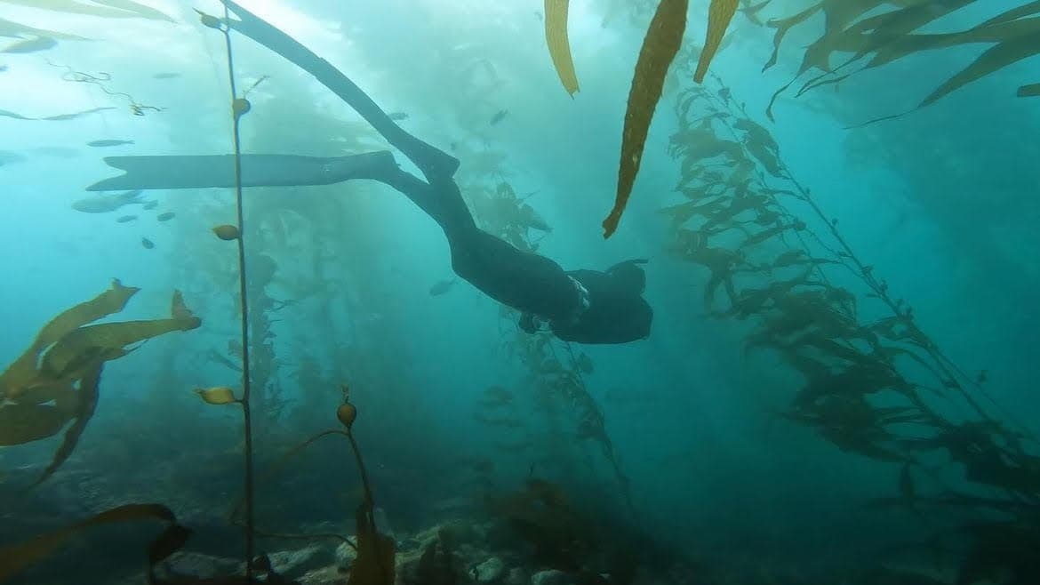 Catalina Freedive Training & Spearfishing in Avalon
