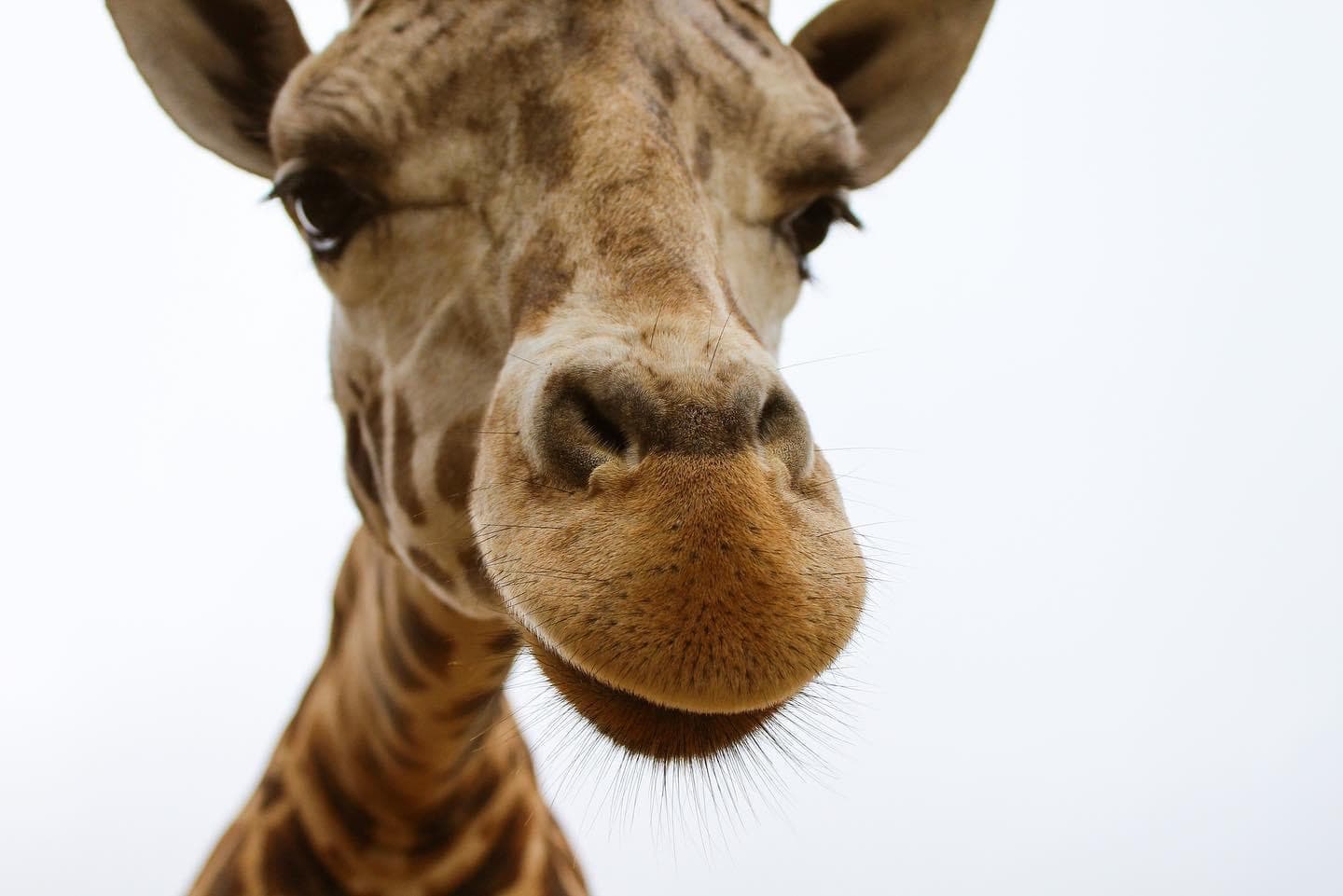 Wildlife Adventure with Animal Expedition at The Preserve