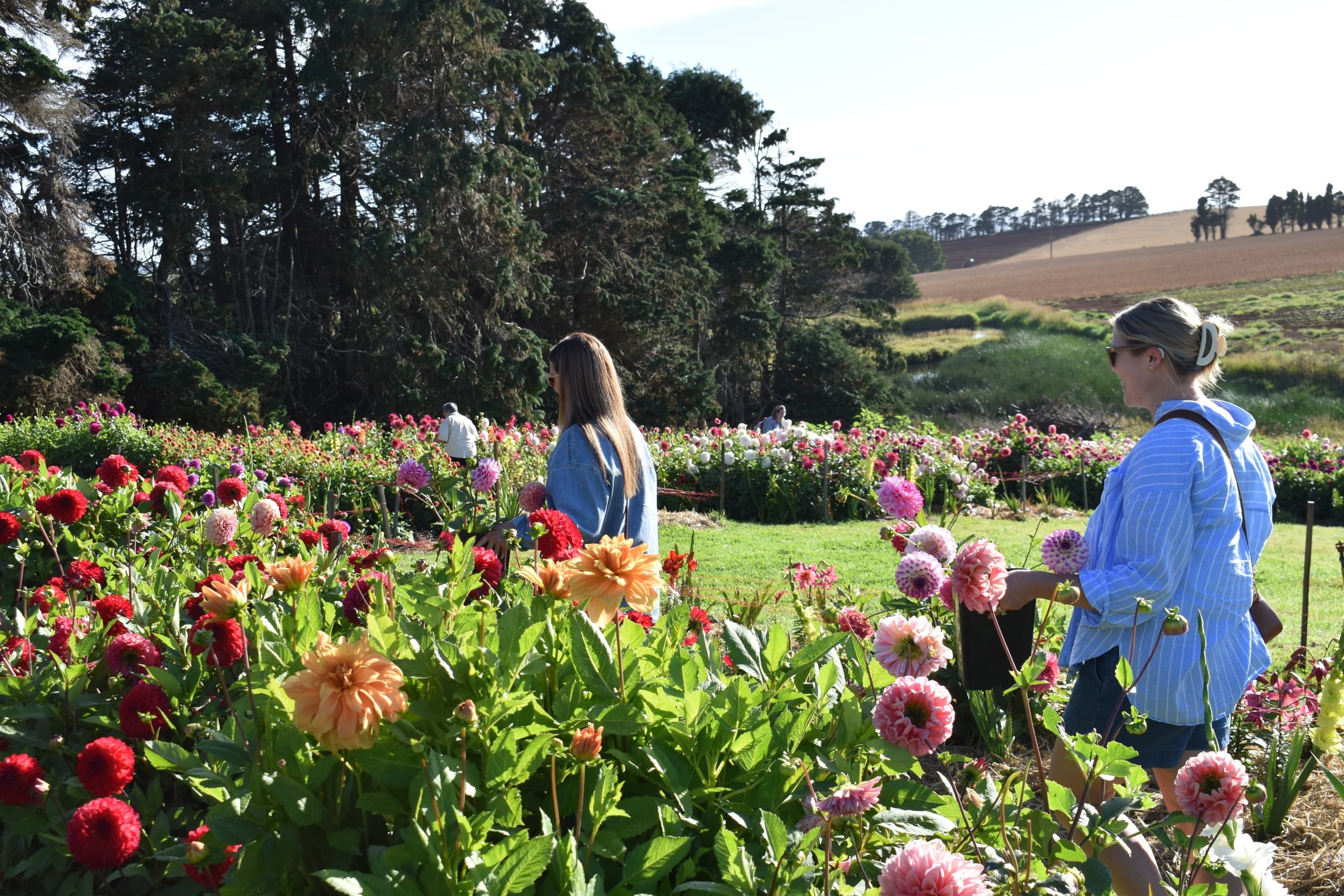 Pick Your Own Dahlias at The Patch: Saturday Flower Picking in Table Cape, Tasmania photo 2