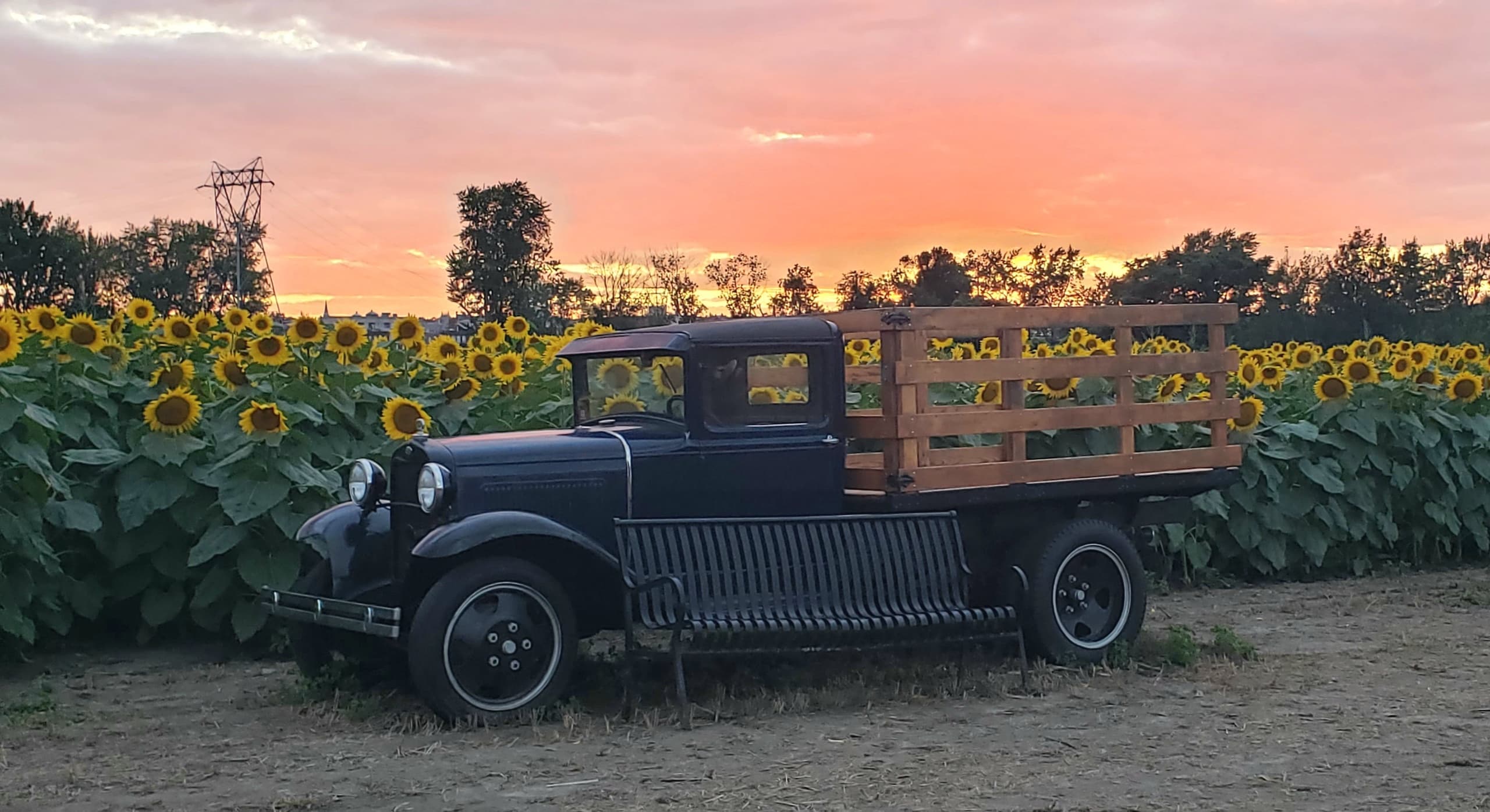 Vintage truck parked in sunflower field at sunset on farm