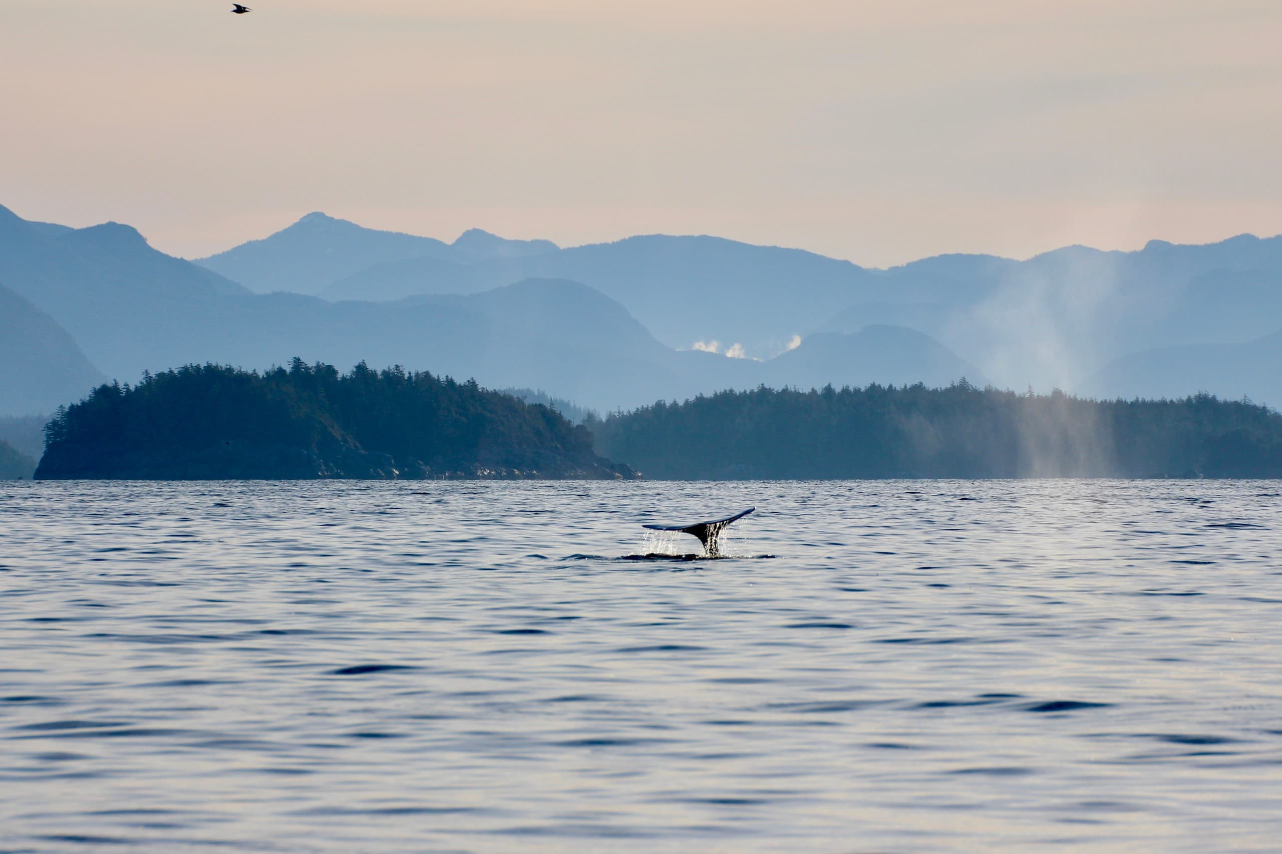 Ucluelet Whale Watching: Cameron Ocean Adventures Semi-Covered Wildlife Tour photo 4
