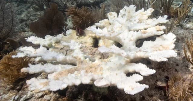 Coralpalooza in Key Largo: Join a Hands-On Reef Restoration Weekend