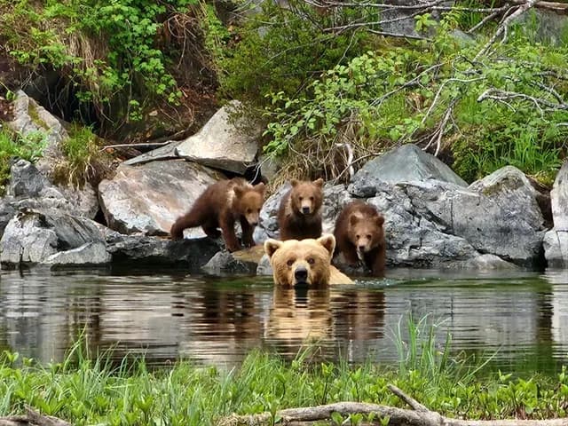 Bear Viewing & Fishing at Crescent Lake, Alaska