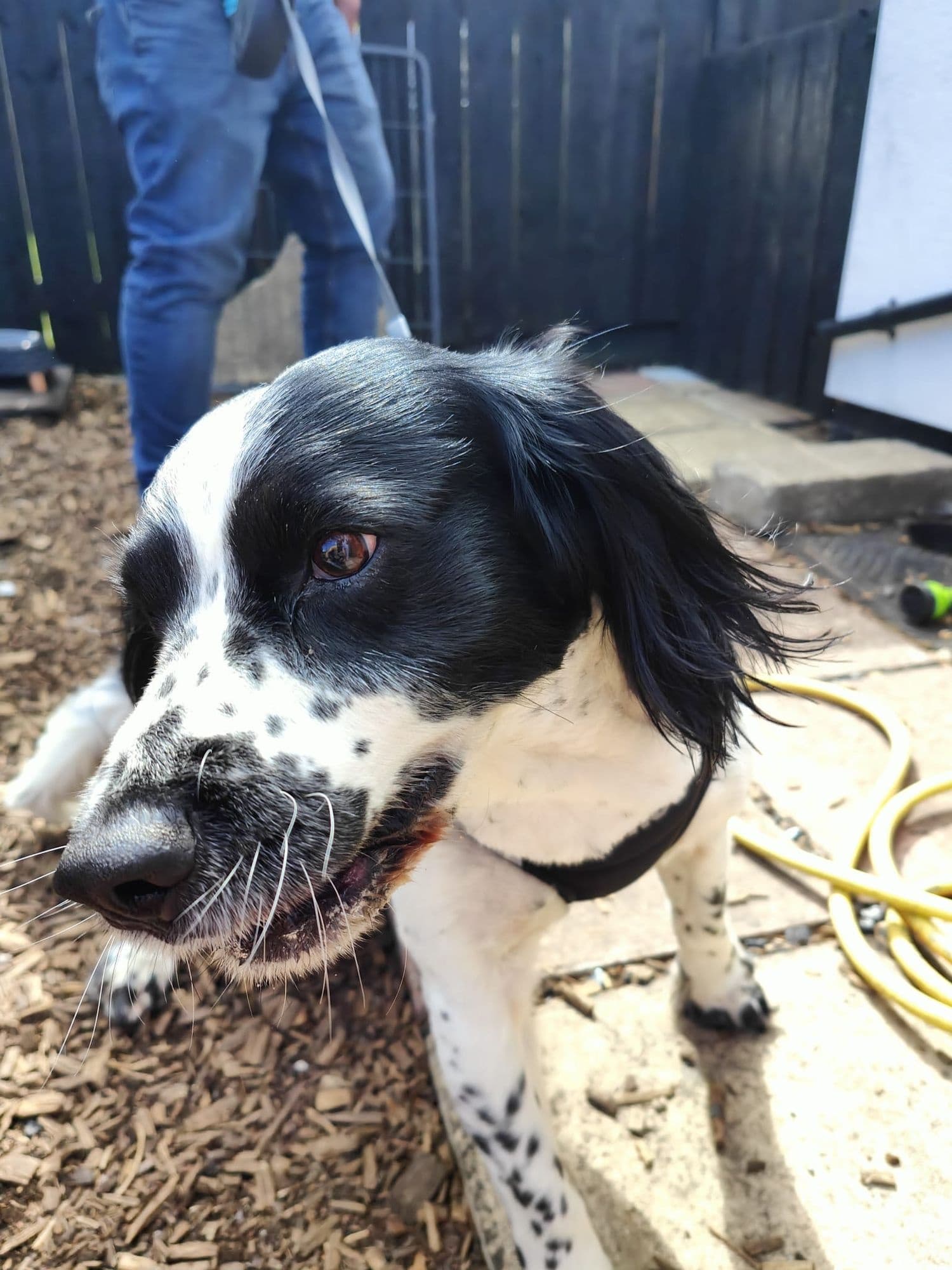 Pet Care & Dog Boarding at Poppy's Perfect Pups