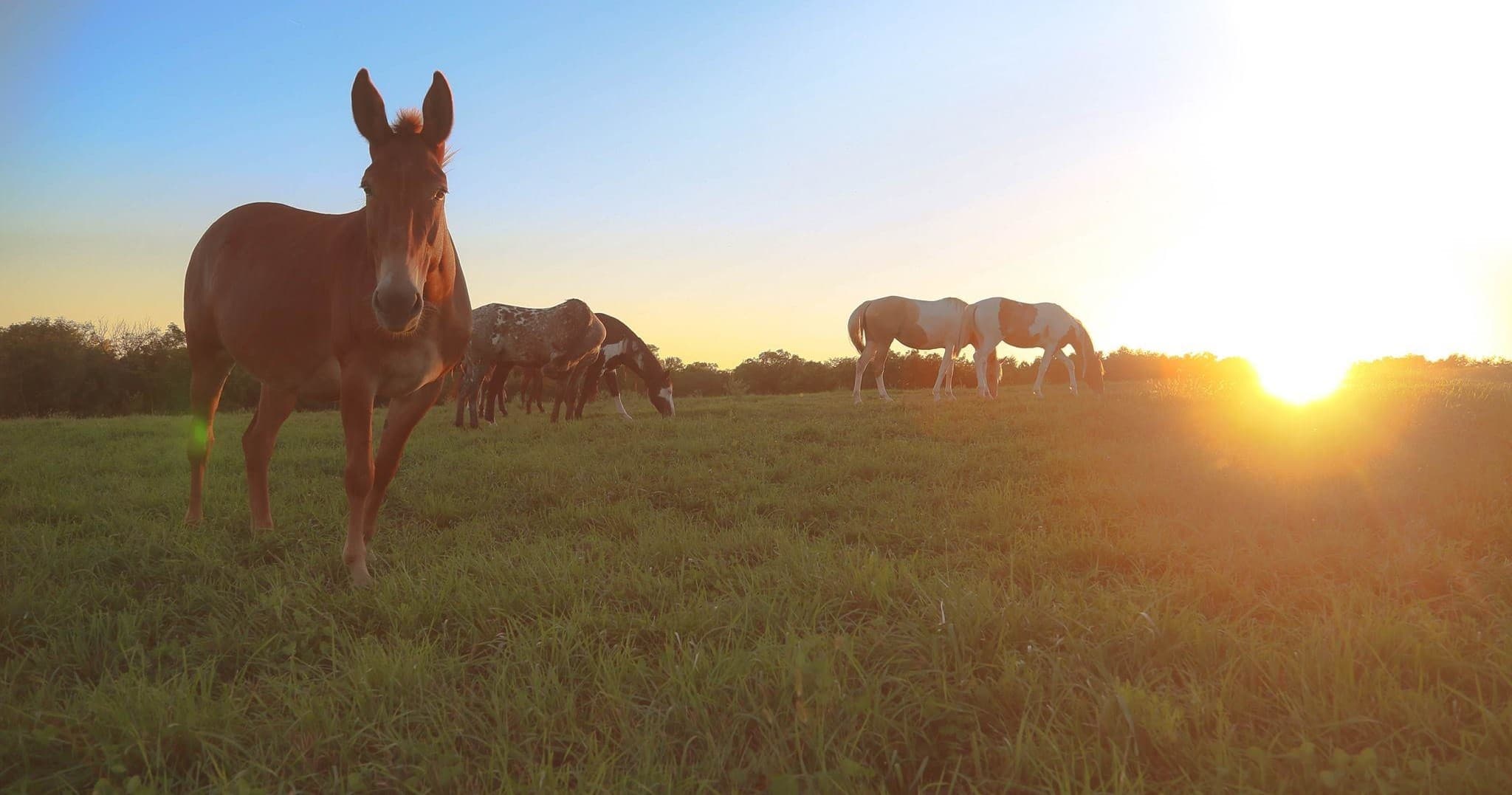 Horses grazing at sunset across open pasture for trail rides