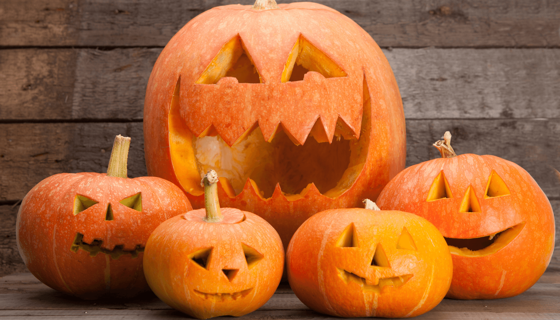 Autumn Experience with Rochester Trolley & Tour Company at Minnesota Zoo