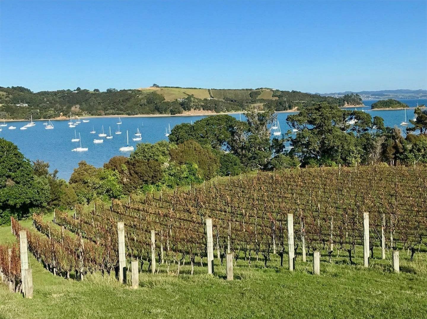 Exclusive Wine Tour of Waiheke Island’s Top Vineyards