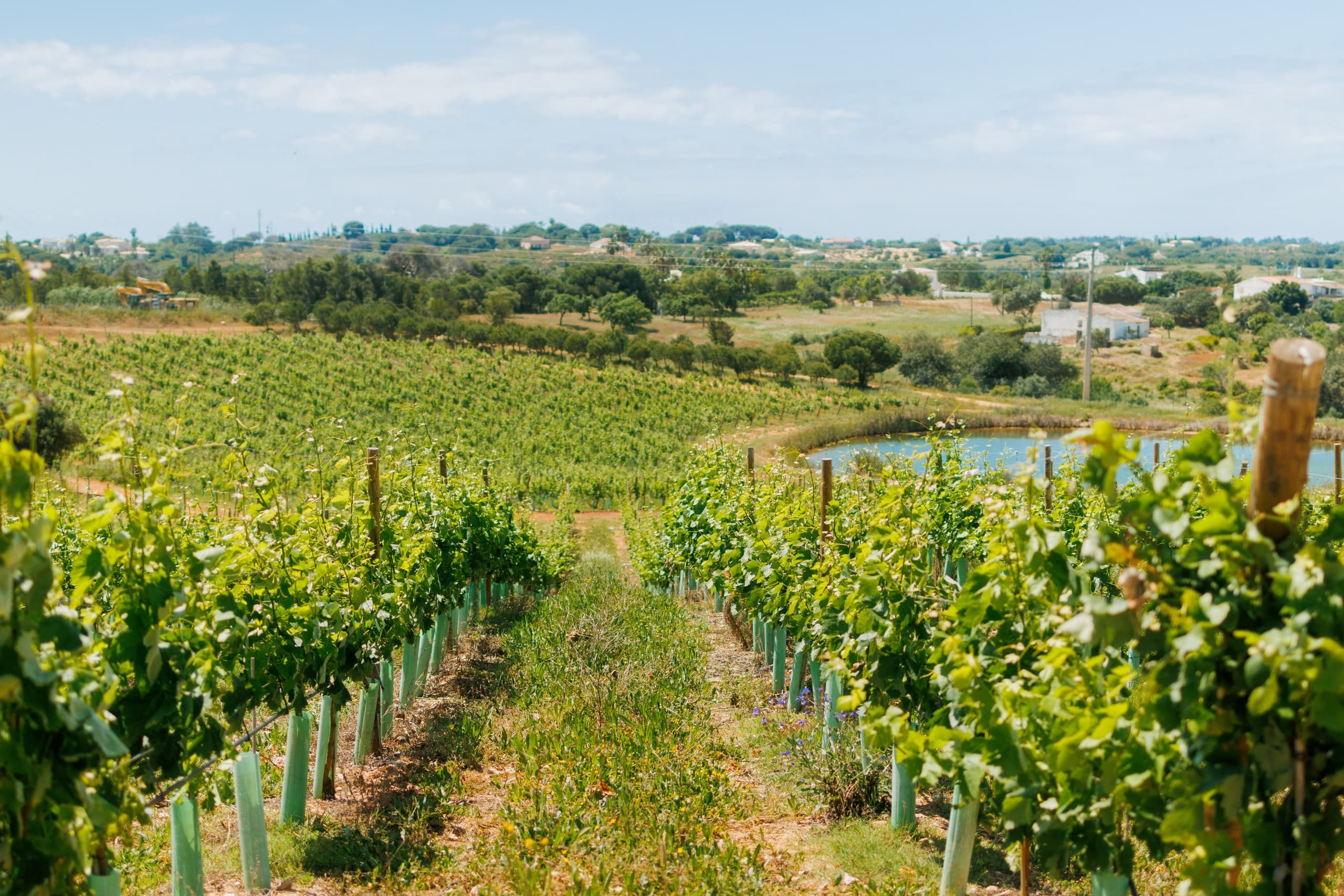 Saturday Vineyard Flow: Morning Pilates and Wine in Lagoa Algarve photo 2