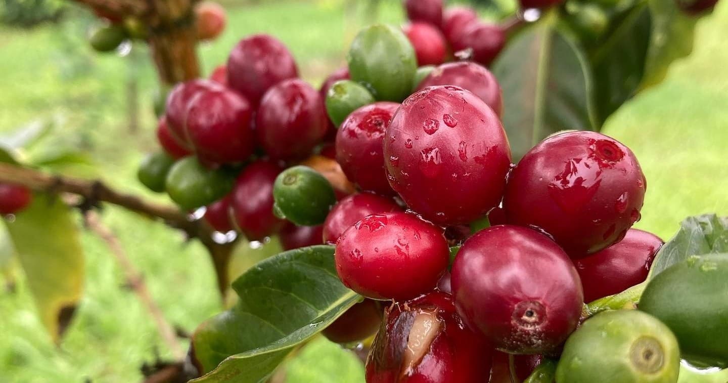 Land Adventures at Uluwehi Coffee Farm in Holualoa