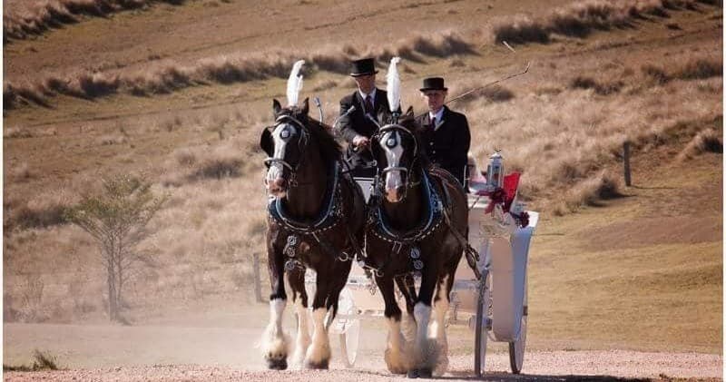Pair of drayhorses pulling carriage across open rural countryside