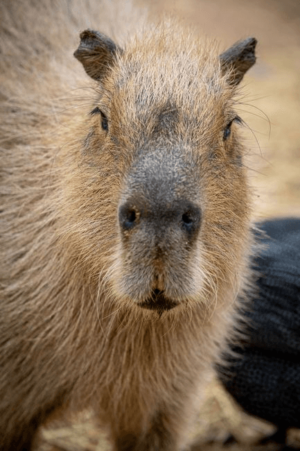 Hands-On Encounters at Ghost Ranch Exotics: Feed Capybaras, Emus & Warthogs in Marana, AZ