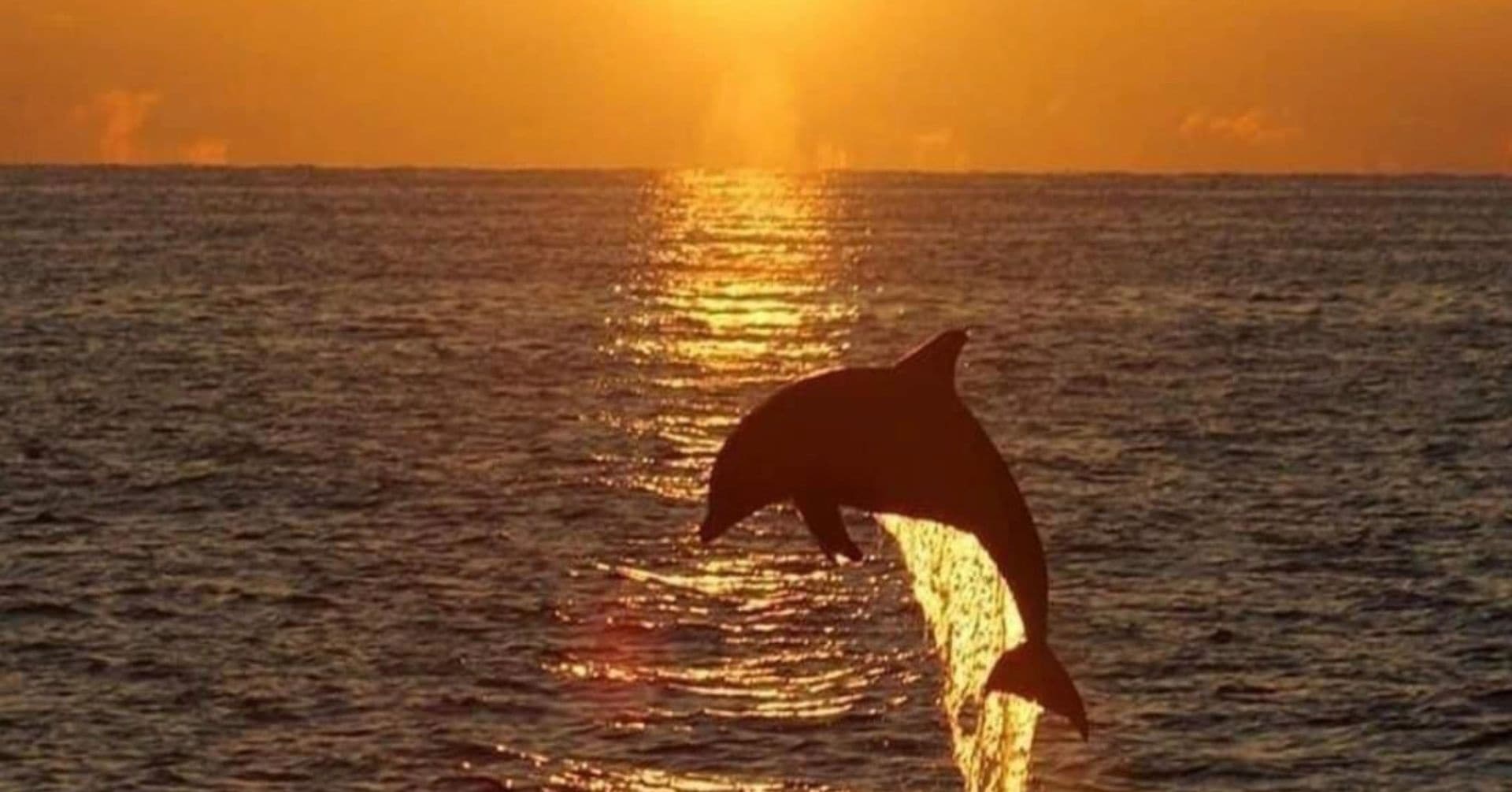 Sunset Dolphin Cruise