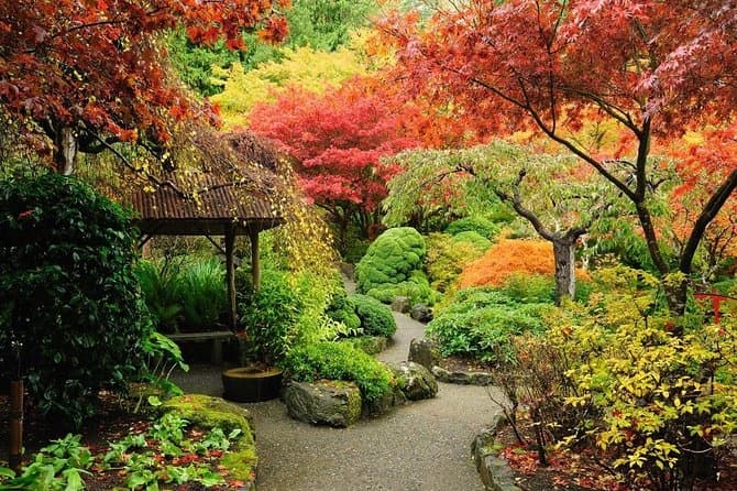 Autumn Japanese garden path with vibrant foliage and tranquility