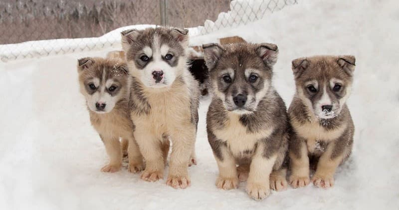 Dog-Walking & Play at Husky Puppy Village by Aventures Nord-Bec