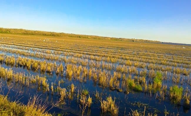 Cultural Rice & Nature Tours with Turiart at La Albufera