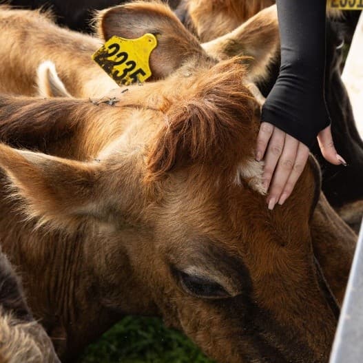 Meet the Calves: Hands-On Feeding at Caldermeade Farm & Cafe
