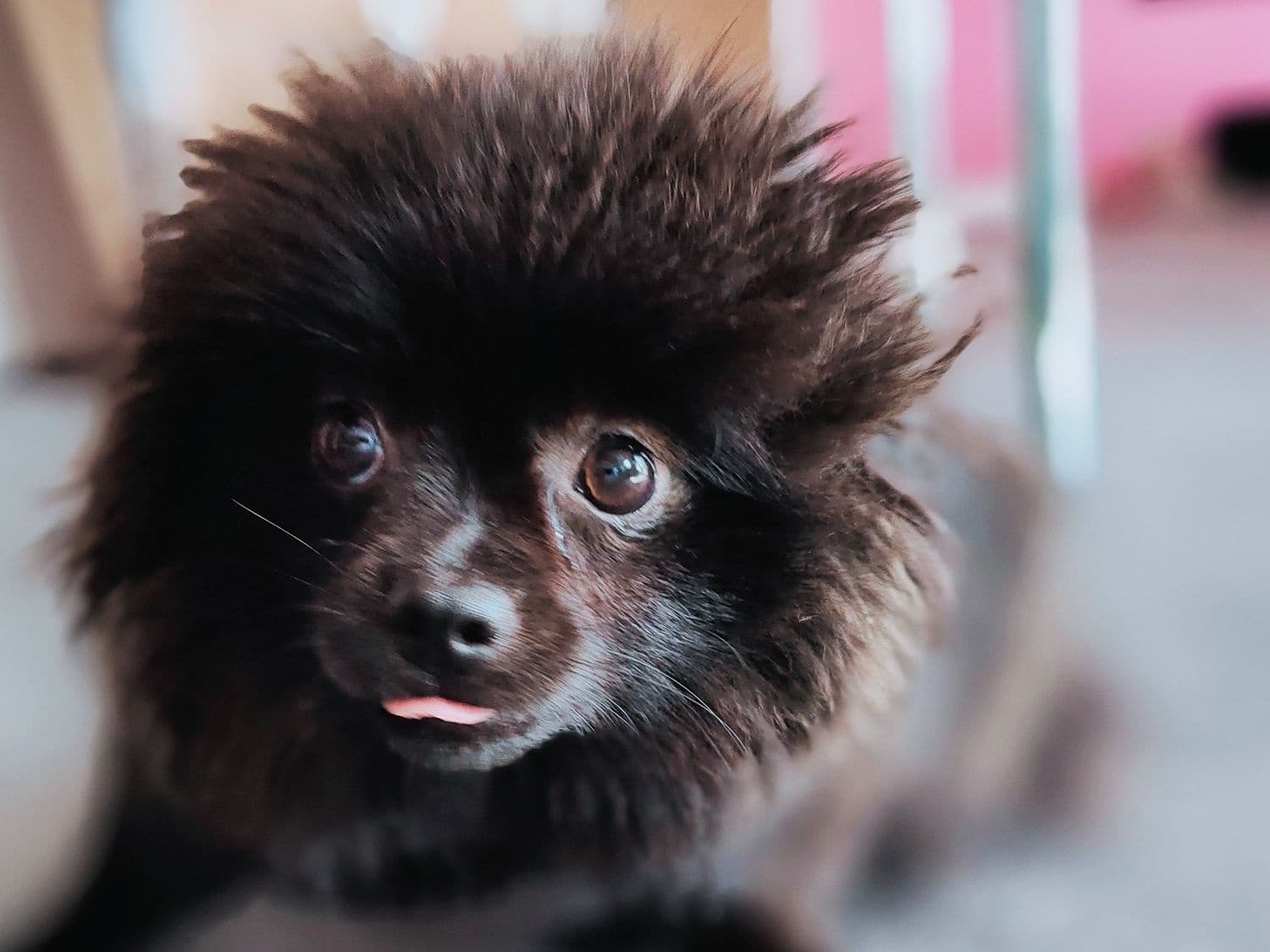 Overnight Dog Boarding in Durham with Poppy's Perfect Pups