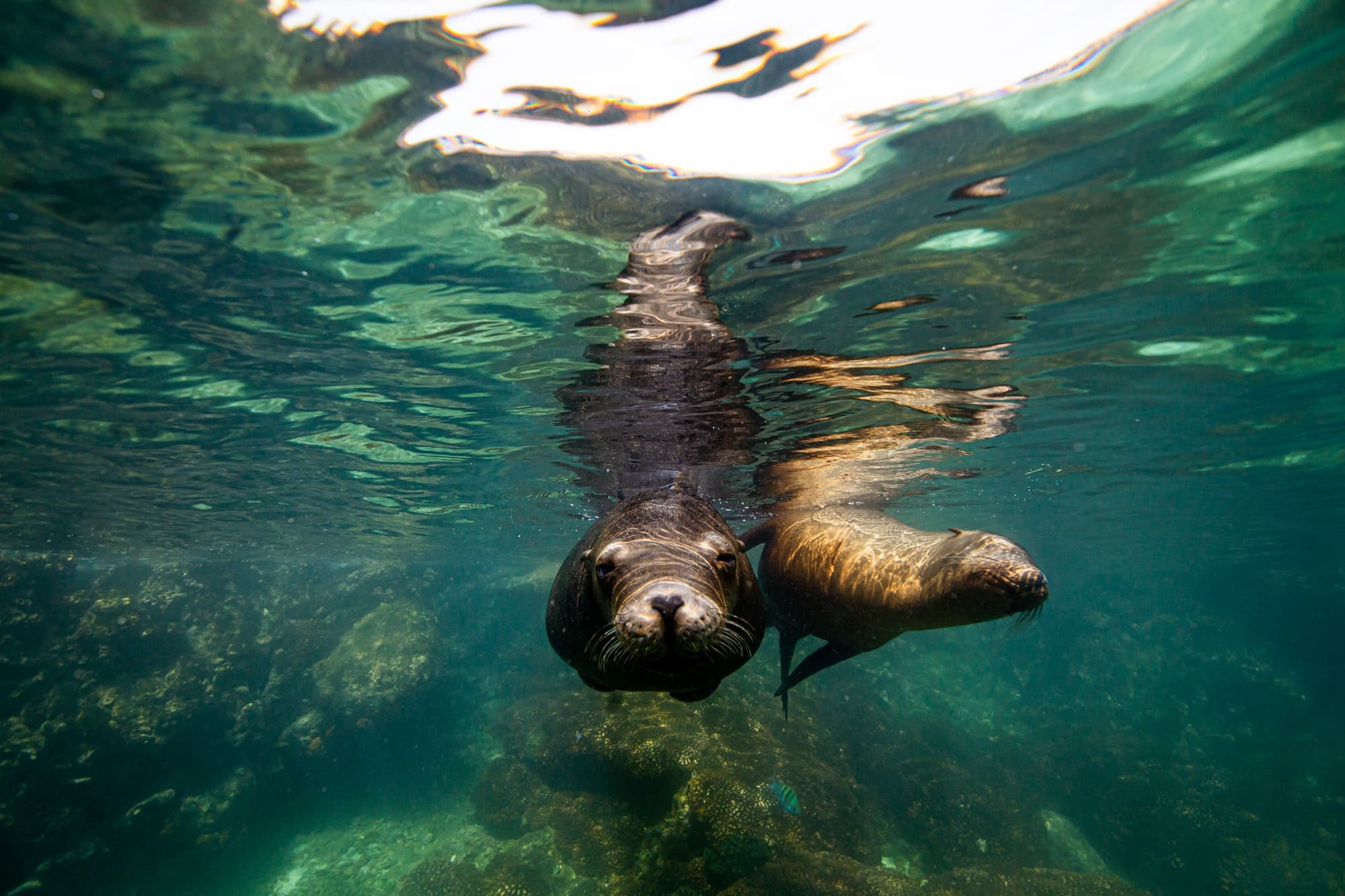 Snorkeling with Sea Lions & Balandra Beach | MeXplore La Paz