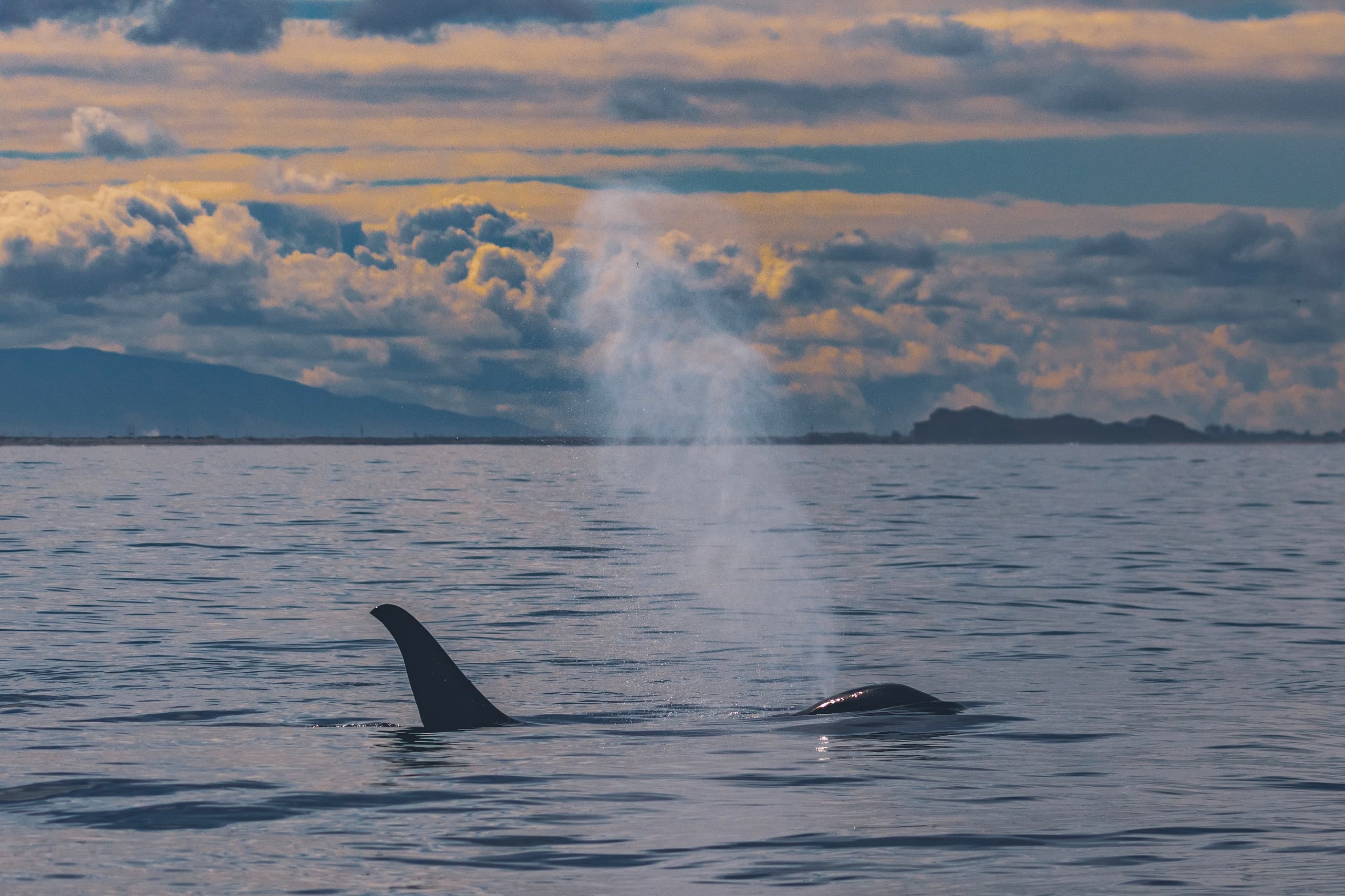 Experience Monterey Bay’s Majestic Wildlife on a Sunset Whale Watch Adventure