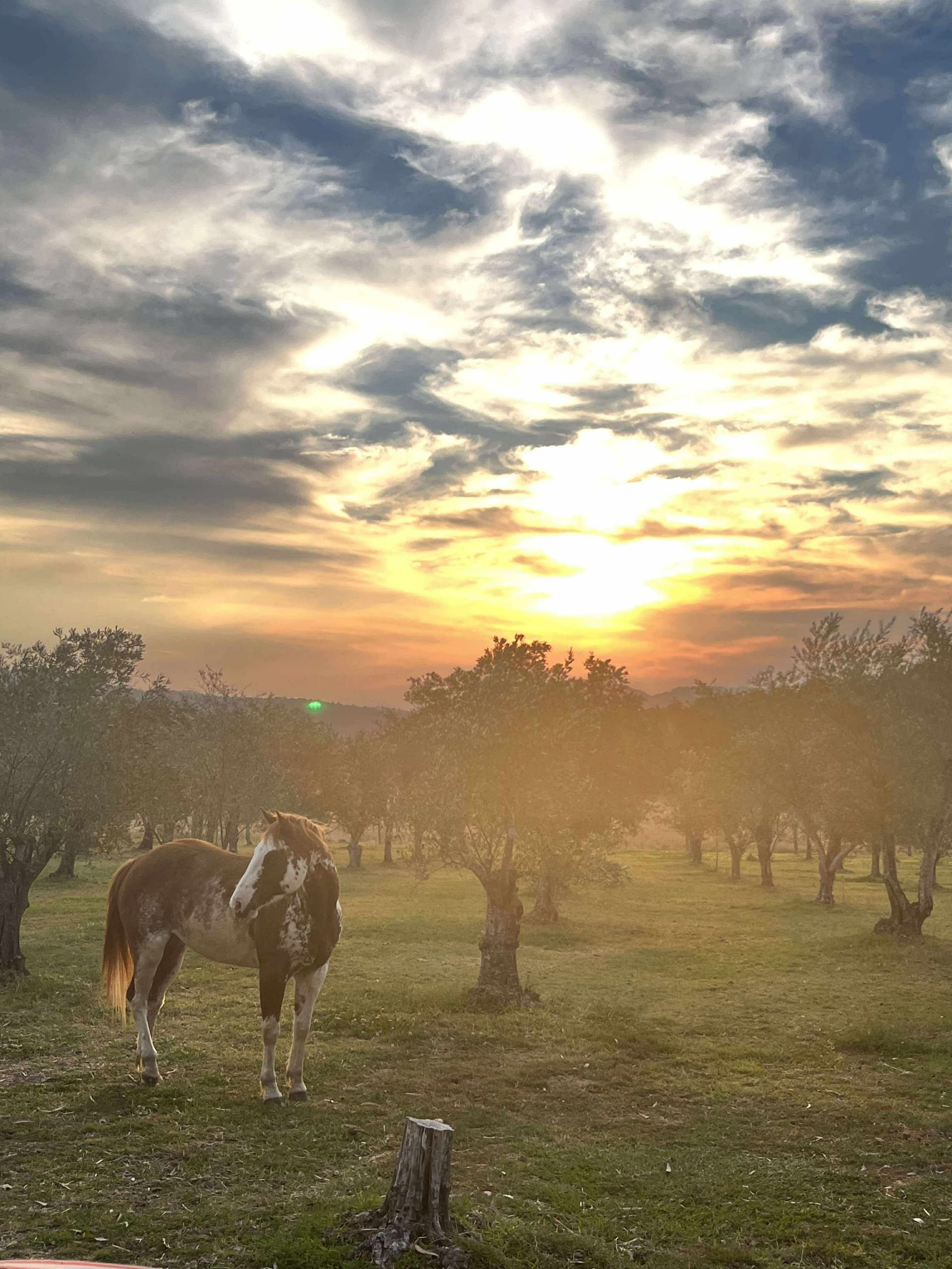 Belz Horsemanship And Training fleet