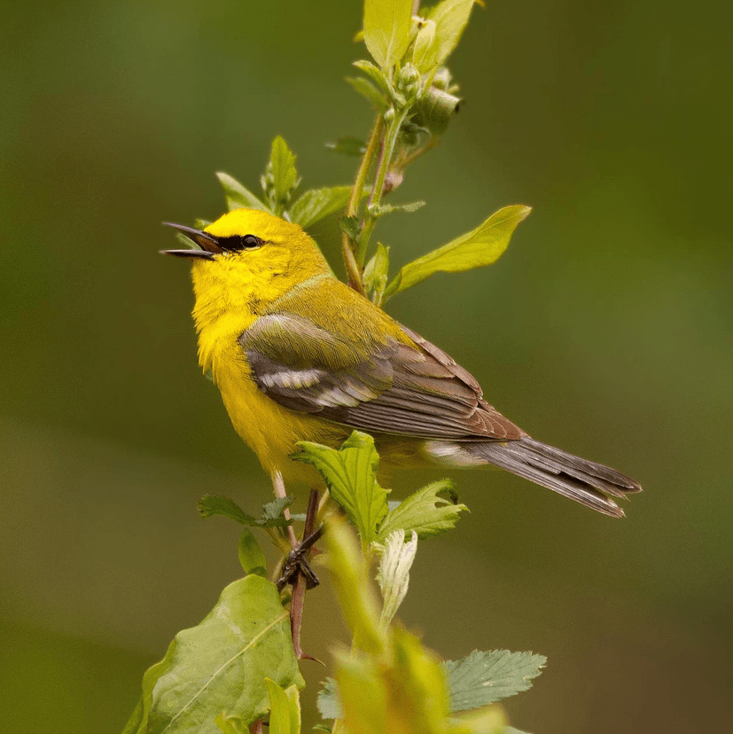Birdwatching N.C. team
