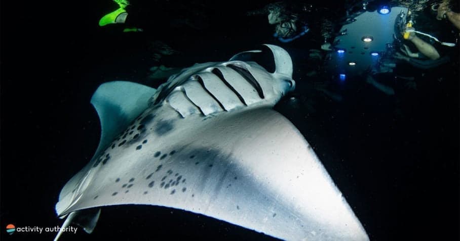 Kona Shore Divers fleet