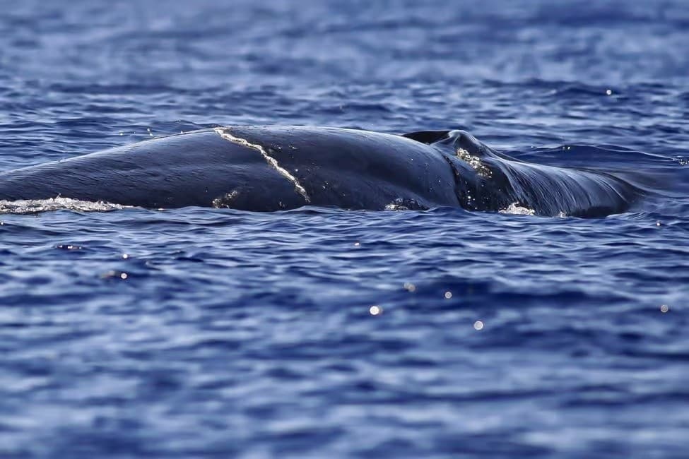 Whale & Dolphin Watching on Terceira: Volcanic Coastline, History & Conservation