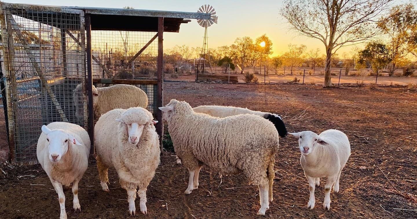 Sheep flock by pen at dusk on Silverton outback station