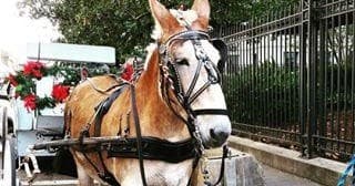 Historic Carriage Tours with Royal Carriages in New Orleans