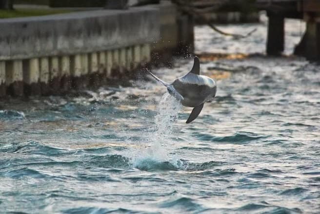 Water Adventures at Dolphins Drinks & Sandbar on Siesta Key