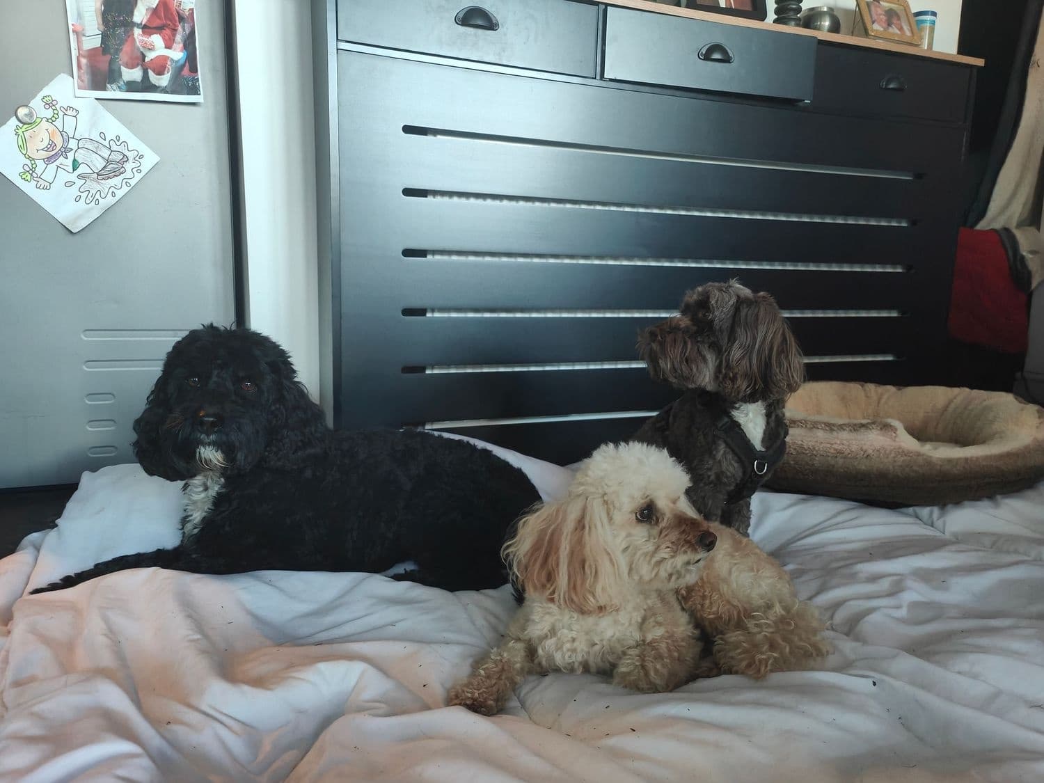 Dog Sitting & Care at Poppy's Perfect Pups in (Location)