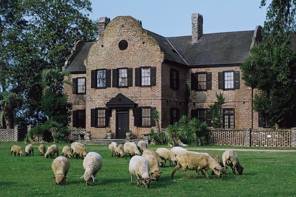 Pastoral estate with grazing sheep at Charleston plantation