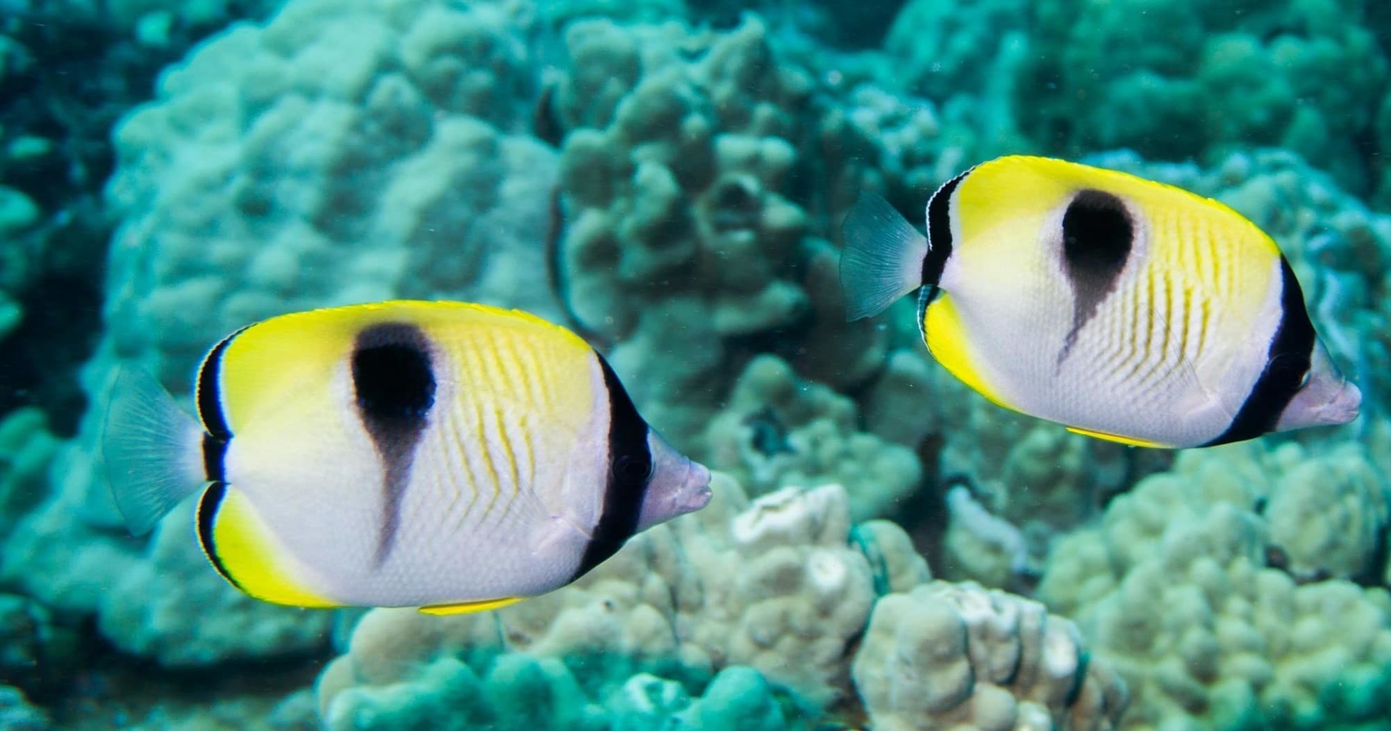 Pair of butterflyfish swimming over coral reef in clear water